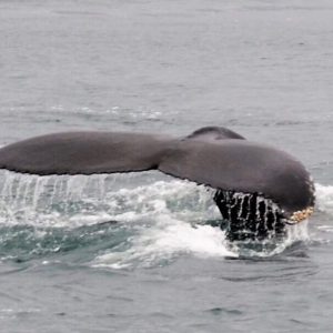 Whale Watching Island