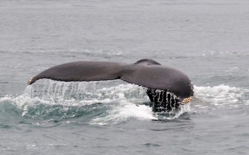 Whale Watching Island