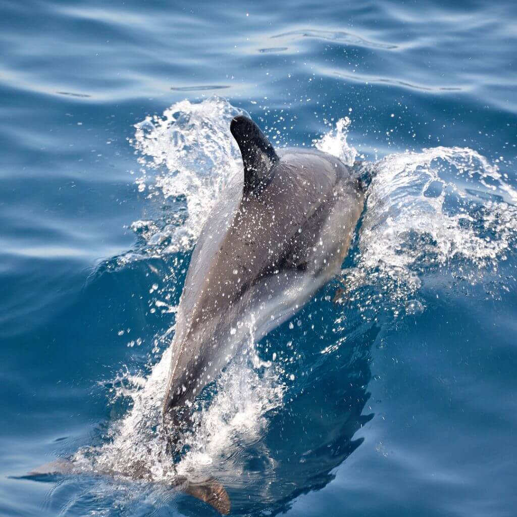  Delfine an der Algarve