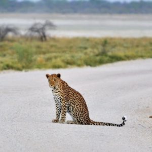 Leopard im Etoshapark