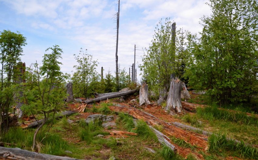 Nationalpark Bayerischer Wald