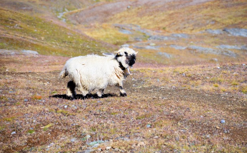 Wanderung Zermatt Schwarznasenschafe