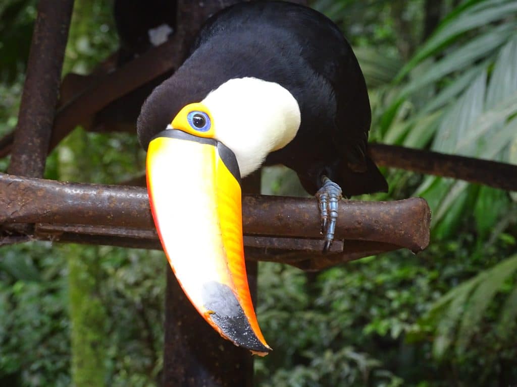 Vogelpark Iguazu