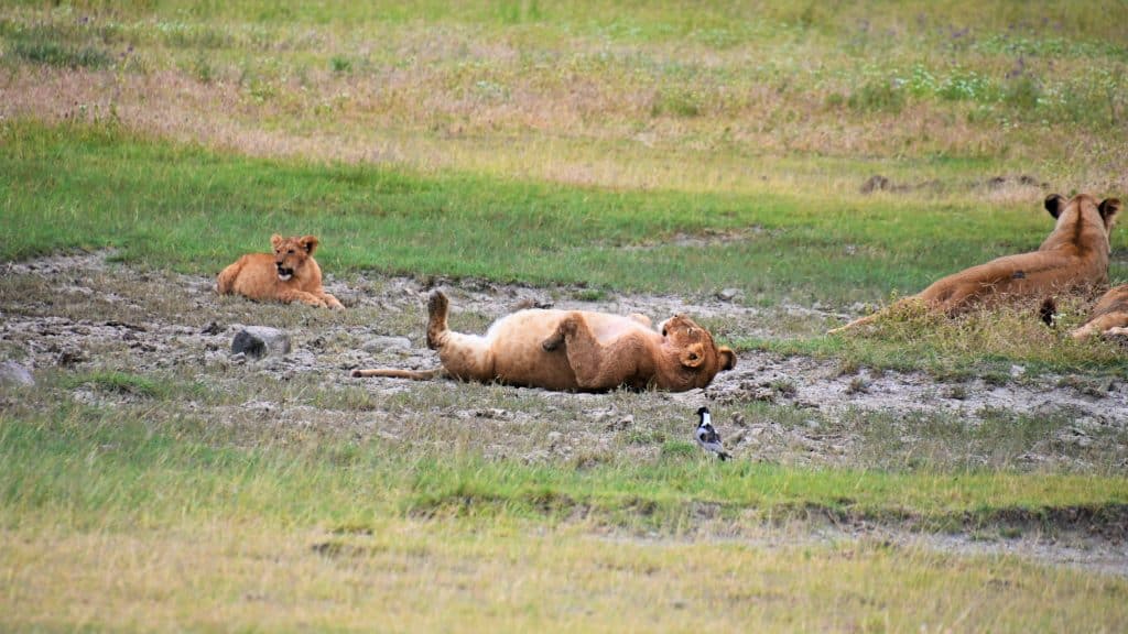Ngorongoro Krater  - Safari auf eigene Faust!
