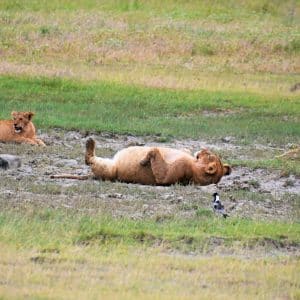 Ngorongoro Krater - Safari auf eigene Faust!