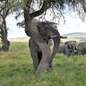 Tansanias Nationalparks auf eigene Faust