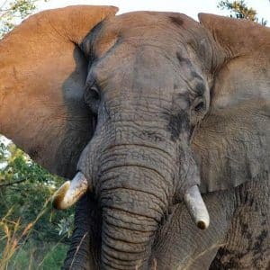 Sehenswürdigkeiten Südafrika Elefant