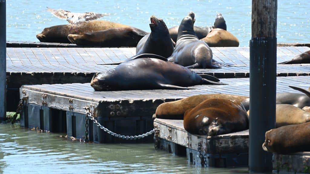 Pier 39 San Francisco